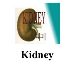 kidney