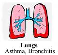 chinese medicines herbals lungs