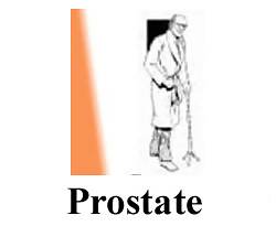 prostate